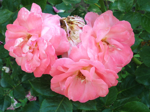 Roses of Maria Luisa Parque.